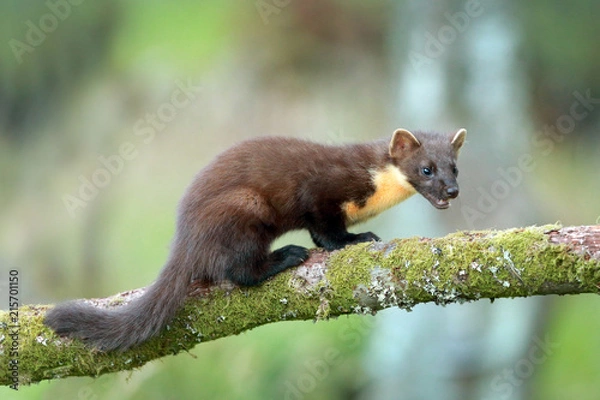 Obraz Pine Marten