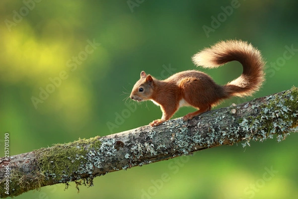 Obraz Red Squirrel on Branch