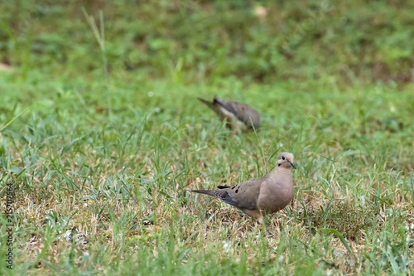 Obraz two doves in a grassy field