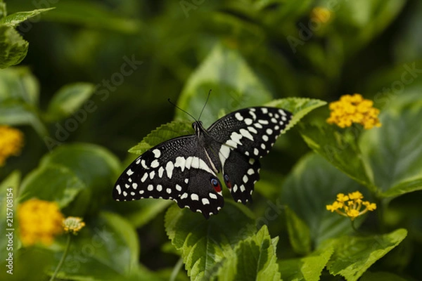 Obraz Papilio Xuthus 1