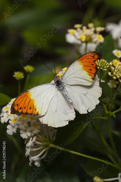 Obraz White and orange butterfly 2