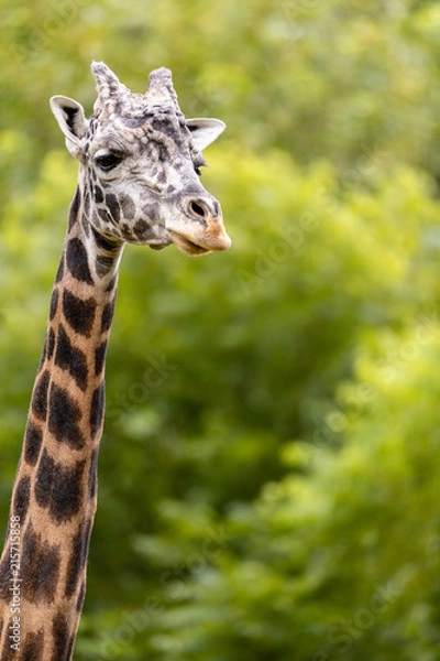 Obraz Giraffe