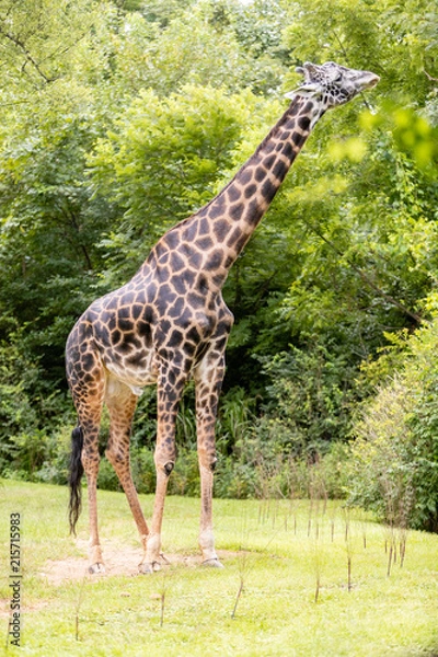 Obraz Giraffe