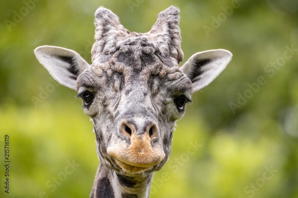 Obraz Giraffe