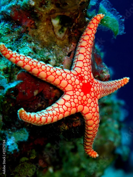 Obraz Sea star
