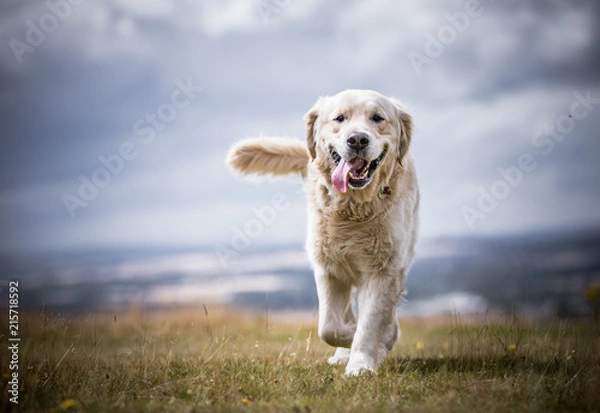 Obraz The Golden Retriever