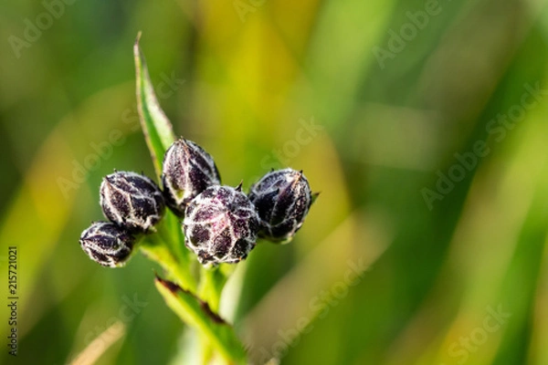 Obraz OLYMPUS DIGITAL CAMERA