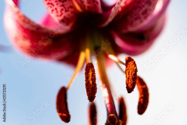 Obraz OLYMPUS DIGITAL CAMERA