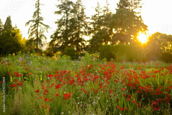 Obraz Red Wildflowers at Sunset