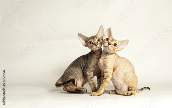 Obraz Devon Rex Tabby Kittens