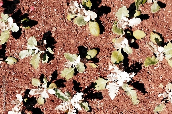 Obraz Red soil flowers