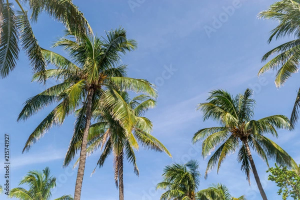 Obraz Palm trees in Florida