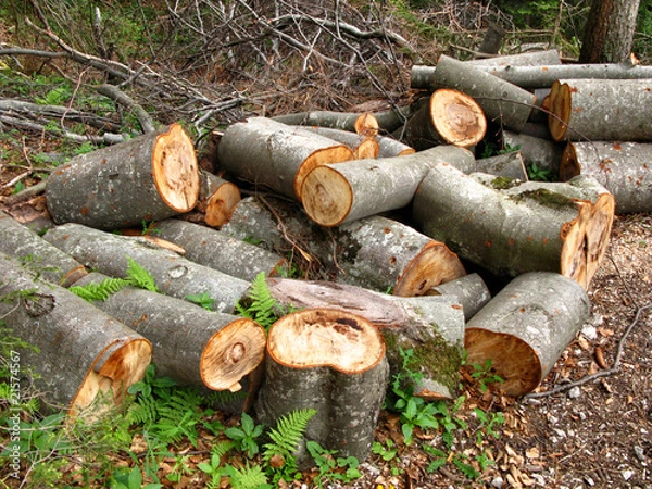 Fototapeta sawed trees