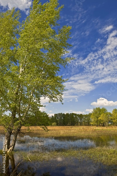 Obraz summer landscape