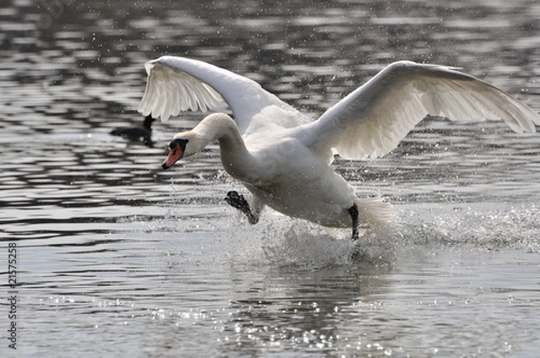 Obraz Landung eines Schwans 4