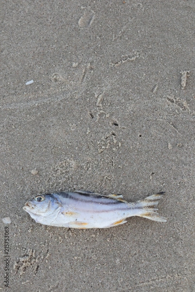 Obraz Dead fish lie on the beach