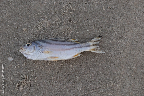Obraz Dead fish lie on the beach