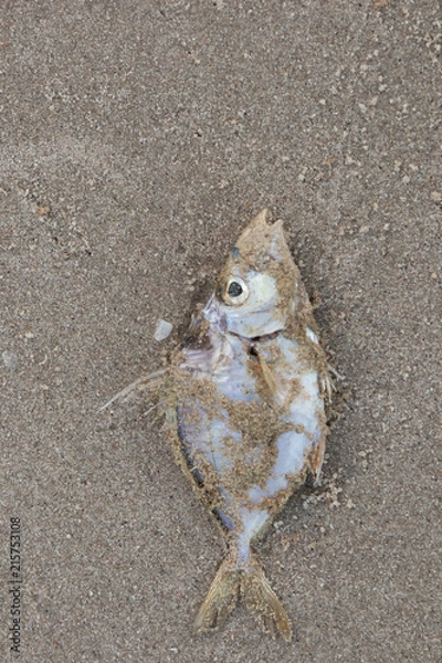 Obraz Dead fish lie on the beach