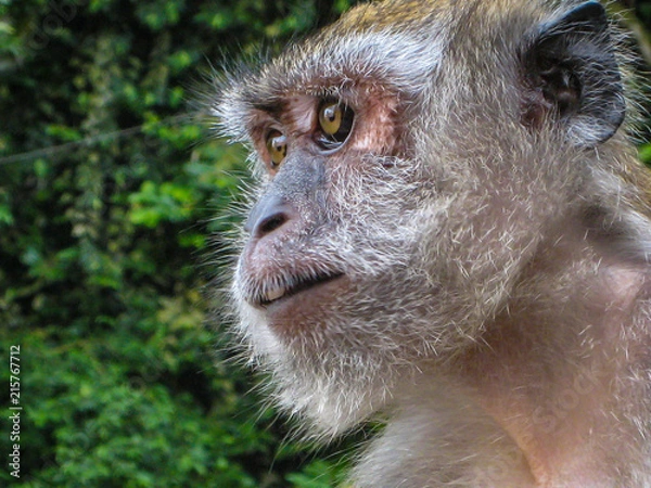 Obraz Monkey of the Thai temple