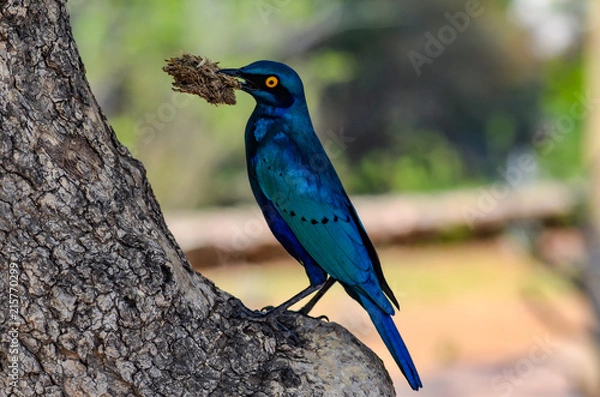 Obraz Posing Bird, Kruger Park