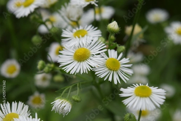 Obraz Wild Daisies in Spring