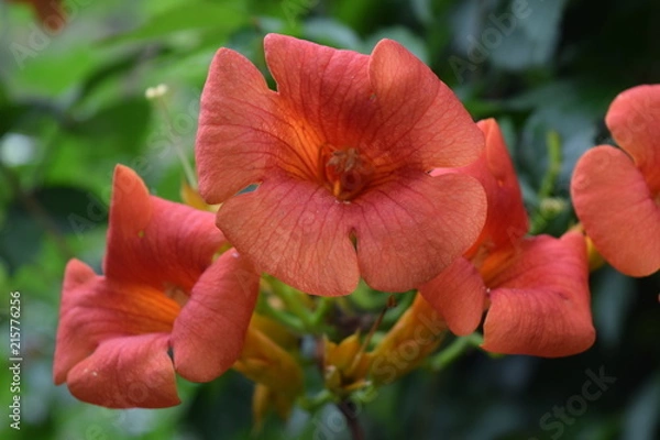 Obraz Blooming Orange Flowers in Spring