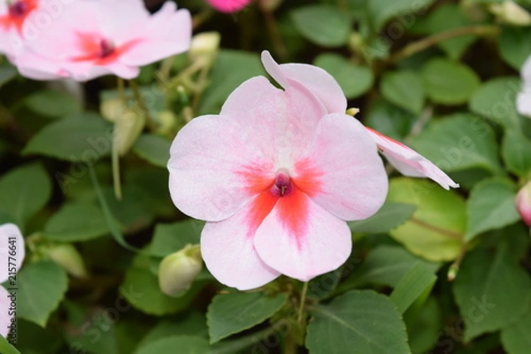 Obraz Pure Blooming Blossom