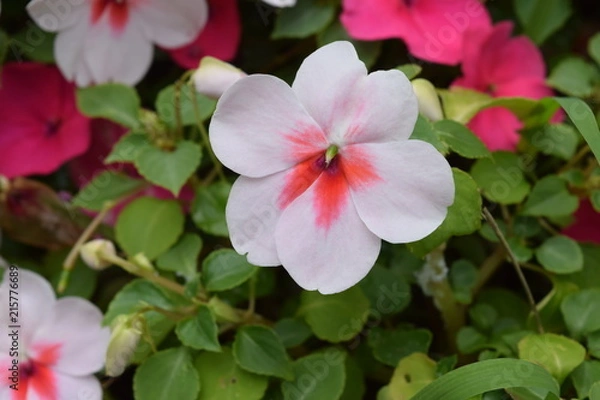 Obraz Sweet Blossoms in Spring