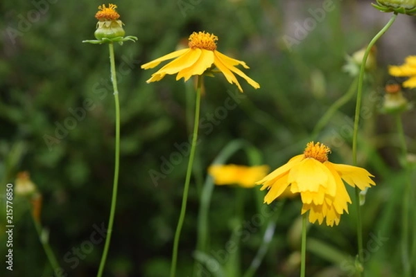 Obraz Radiant Yellow Wildflowers