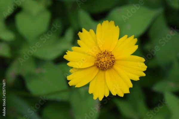 Obraz Blossoming yellow Flower