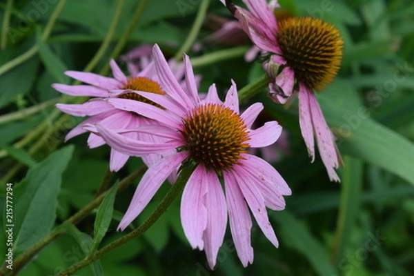 Obraz Blooming Bright Eastern Coneflowers