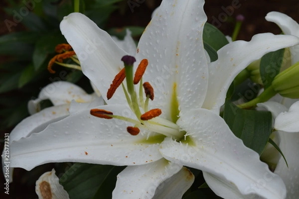 Obraz Blooming White Oriental Lilly
