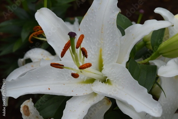 Obraz White Oriental Lilly