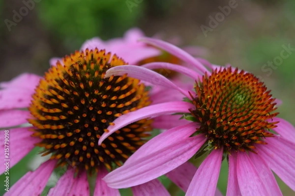 Obraz Beautiful Spring Coneflowers