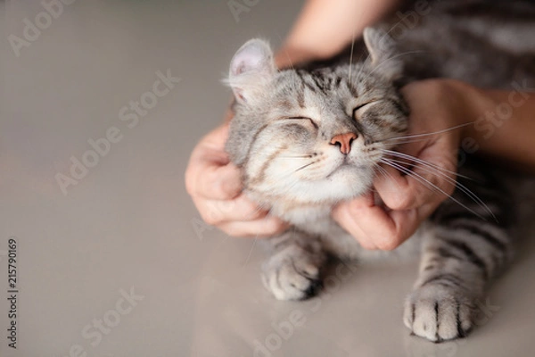 Fototapeta happy cat lovely comfortable sleeping by the woman stroking hand grip at . love to animals concept .