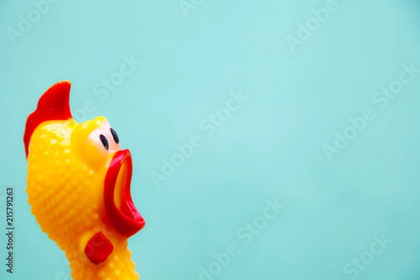 Fototapeta squawking chicken or squeaky toy are shouting and copy space pastel background.