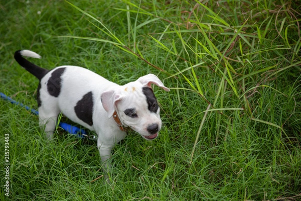 Fototapeta Puppy American bully dog species age 2 months and Owner.
