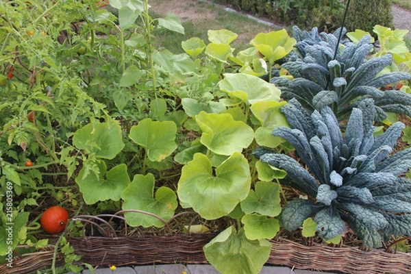 Obraz Gemüsebeet Mischkultur Permakultur