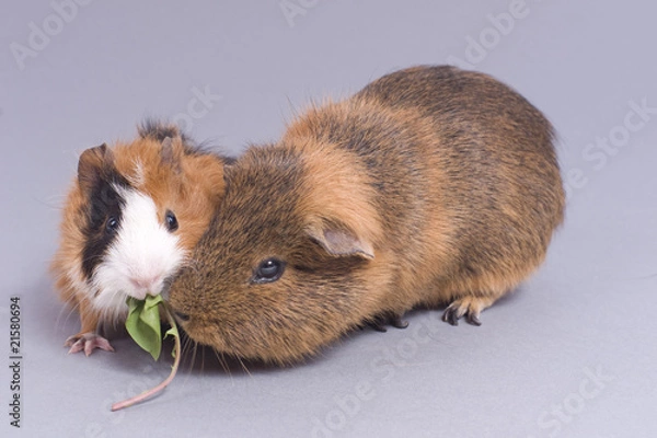 Fototapeta deux petits cobayes cote à cote