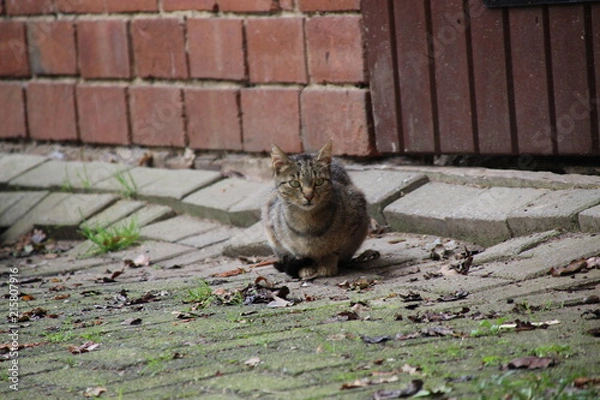 Obraz Große getiegerte Katze auf einem Bauernhof 