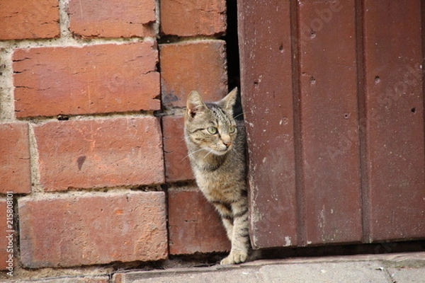Obraz Getigerte Katze auf einem Bauernhof 