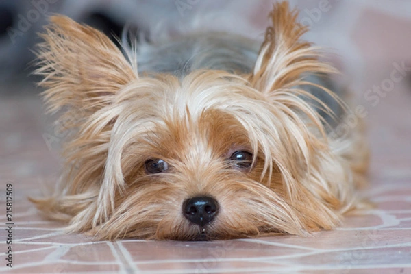Obraz 可愛い・小型・犬・ヨークシャテリア	