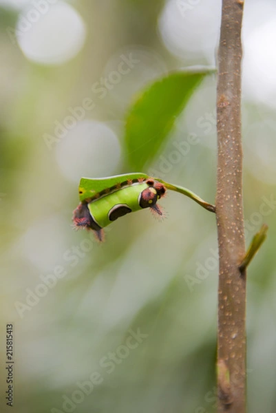 Obraz Beautiful caterpillar on a branch