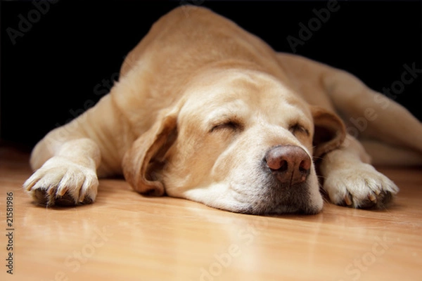Obraz dog asleep on the floor