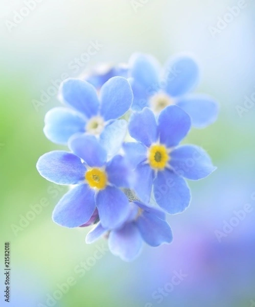 Obraz Forget Me not