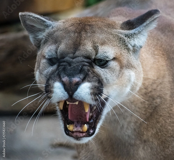 Obraz mountain lion snarling