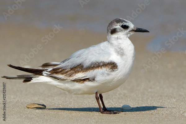 Obraz Seagull on the beach