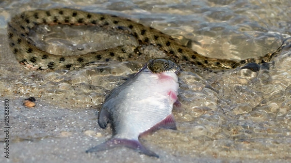 Obraz Water snake swallows fish