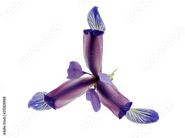 Obraz Blue iris flower isolated