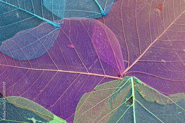 Obraz Background of texture of ultra violet dry leaves